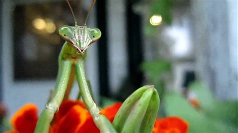 Creepiest Insect Moment Zombie Praying Mantis Follows Me With Its Eyes Too Spooky Youtube