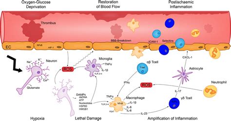 Illustration Of The Different Fcγrs In Human And Mice All Activating