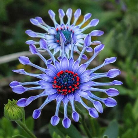 Usa Seller Rare Blue African Daisy 15 Seeds Flower Seeds Flowers Perennials Flower Garden Plants