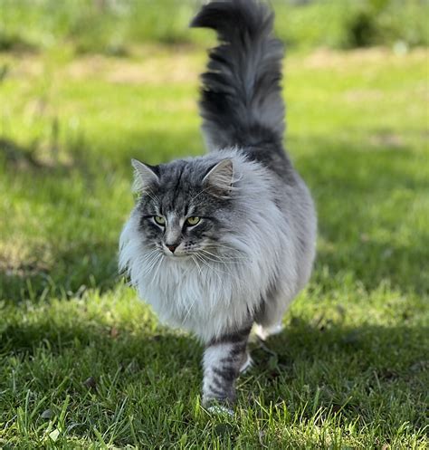 Forelsket Norwegian Forest Cat Breeder Victoria