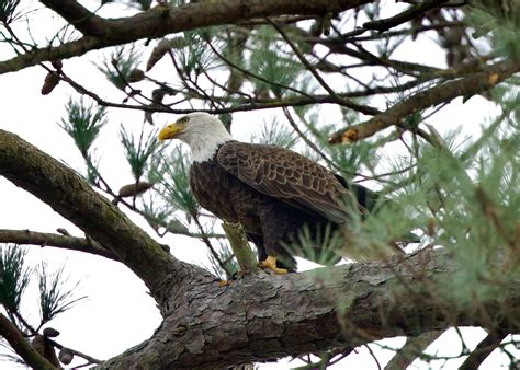 Bird Porn CorvetteForum Chevrolet Corvette Forum Discussion