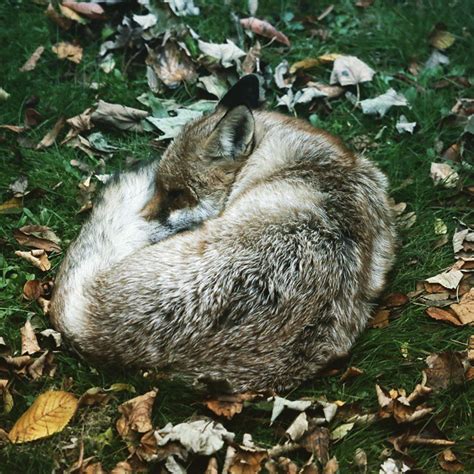 And Other Animals — Sleeping Fox