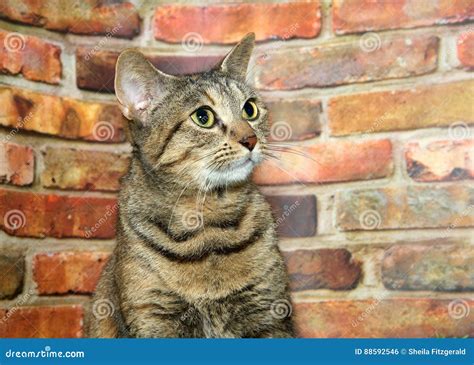 Nervous Tabby Cat By Brick Wall Looking Up Stock Photo Image Of Brown