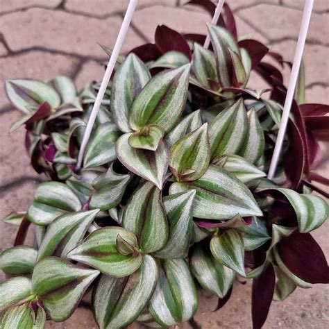 Kaffesladder Tradescantia Zebrina Pink Joy Ampel Anchers Havecenter