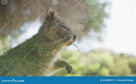 Close Up Portrait Wild Quokka Rottnest Island Western Australia