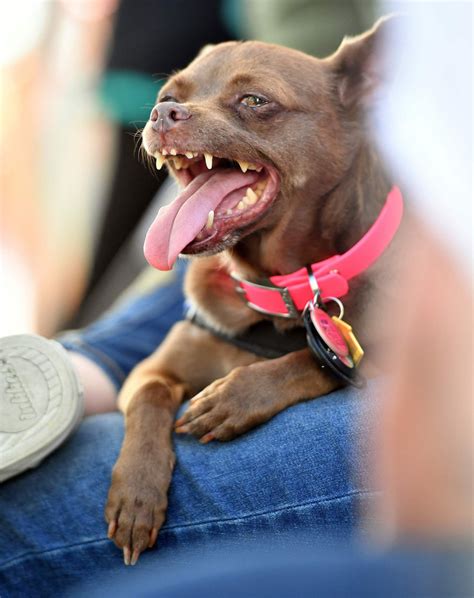 ¿felicidades Este Es El Perro Más Feo Del Mundo