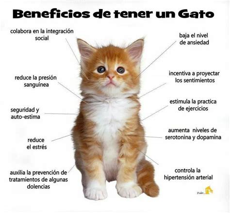 𖤐beneficios de tener un gato𖤐 in 2024 Crazy cats Animal reiki Pet hacks