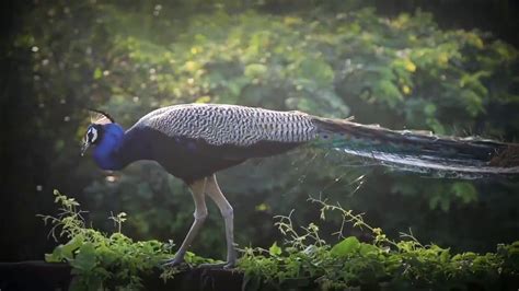 Peacock Voice Gorakhpur Youtube