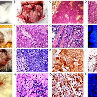 Ehrlich Subcutaneous Tumor Model Before And After The Treatment With