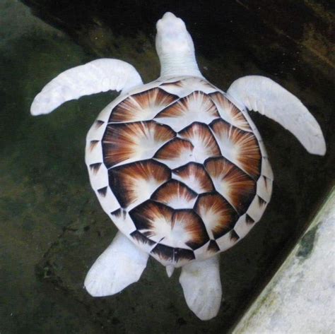 Albino sea turtle : r/interestingasfuck