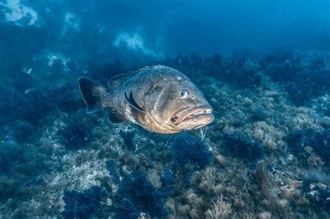 Ikan Yang Sebaiknya Tidak Dikonsumsi Sembarangan Dapat Merusak Otak