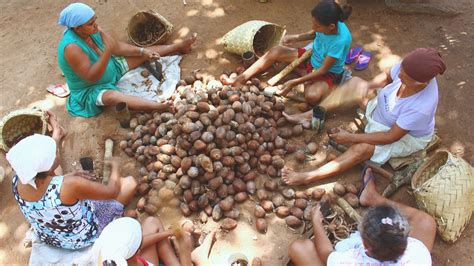 Cooperativa Das Mulheres Quebradeiras De Coco De Baba U Cimqcb