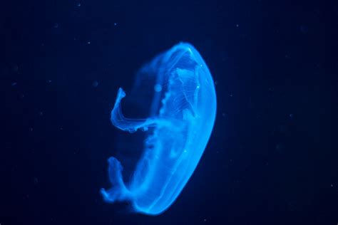 Moon Jelly | Patrick Cain | Flickr
