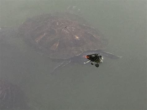 Turtle pond,central park nyc : r/turtle