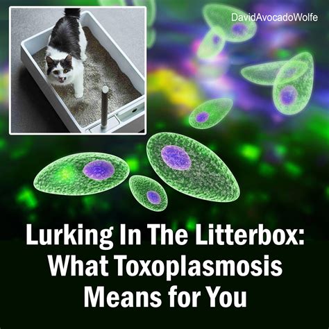 David - Lurking In The Litterbox: What Toxoplasmosis Means for You