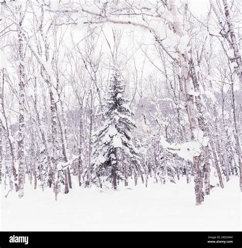 Pine tree covered in snow in a peaceful forest, Hokkaido, Japan Stock Photo - Alamy