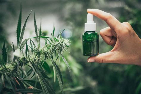 The Difference Between Hemp Oil And Cbd Oil Explained Healthy Taste Of Life