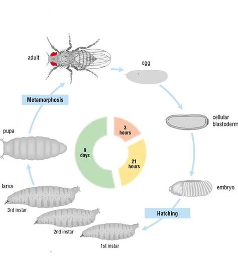 drosophila life cycle diagram - Alexander Gilliam