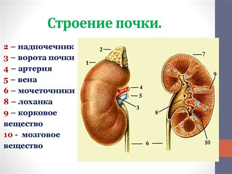Мочевыделительная система - презентация онлайн
