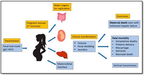 Pathogens Free Full Text Hepatitis E Virus Immunopathogenesis