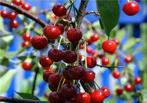 Вишня уральская черешенка (35 фото) - 35 фото