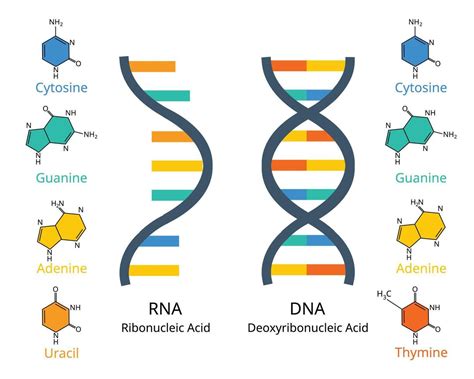 Rna Composition Vector Art, Icons, and Graphics for Free Download