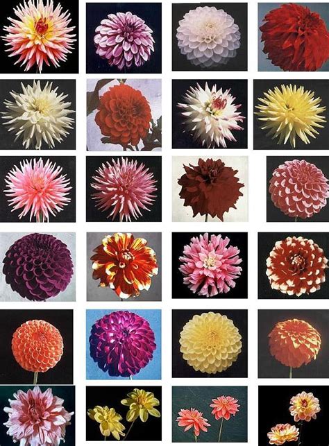 Dahlias Flower: Dahlia Categories Demystified (Sort Of)