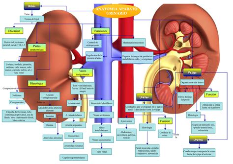 Anatomia Renal Mapa Conceptual Anatomia Aparato Urinario Mantener