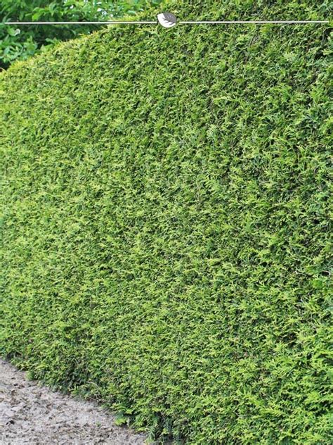 Lebensbaum Thuja Brabant Cm Im Topf Kaufland De