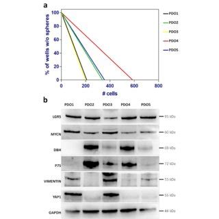 Establishment Of NB PDOs Bright Field Images Of PDOs Morphological