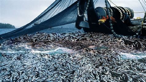 Unbelievable Big Catch Nets Fishing On The Sea Big Catch Hundreds