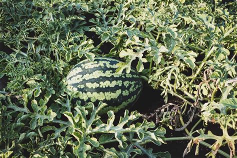 A Comprehensive Guide To Watermelon Farming And Cultivation Practices