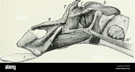 L anatomie de l animal domestique Anatomie vétérinaire MUSCLES DU