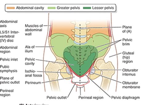 Anatomy Block 3 Pelvis And Perineum Flashcards Quizlet