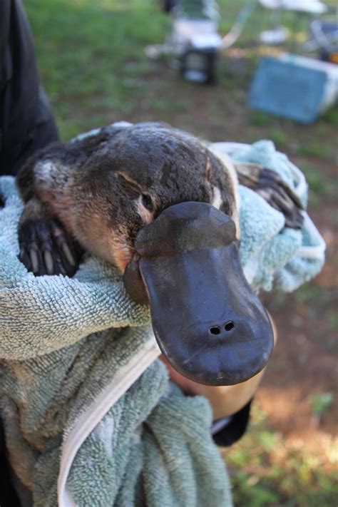 Australia's 'irreplaceable' platypus threatened by dams: study