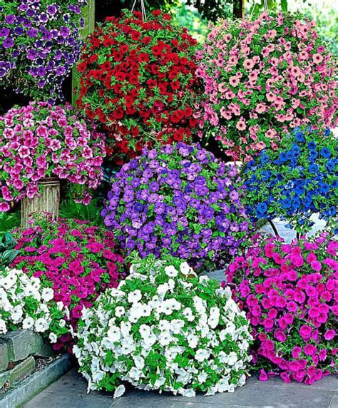 11 Tips For Growing Petunias In Containers And How To Care For Petunias