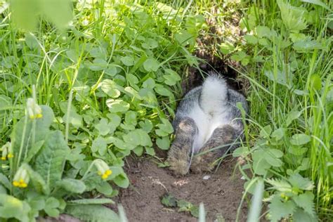 How To Stop Rabbits From Digging Holes On Your Property Pest Pointers