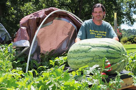 How To Plant Watermelon Seedlings Growing Watermelons For Profit