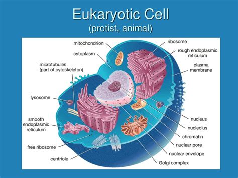 Structure And Function Ppt Download