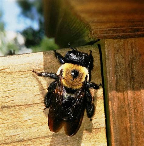 How Do You Stay Safe From Carpenter Bees? - Kapturepest