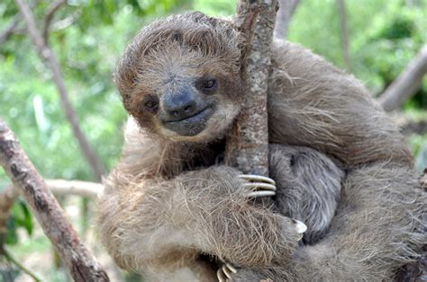 Baby Sloth Tour - Roatan Sloth Tours®