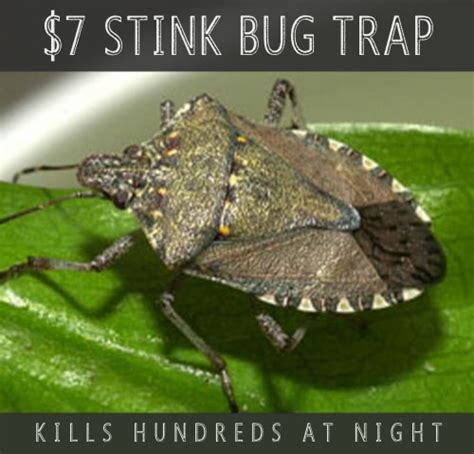 DIY Stink Bug Trap That Catches 100s Of Stink Bugs At Night For $7 - Homestead & Survival