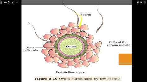 Biology Class 12th Chapter 3 Lecture No 5 Human Reproduction YouTube