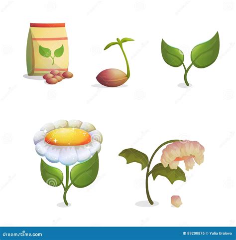 Flower Growing Stages Sequence Stock Vector Illustration Of Nature