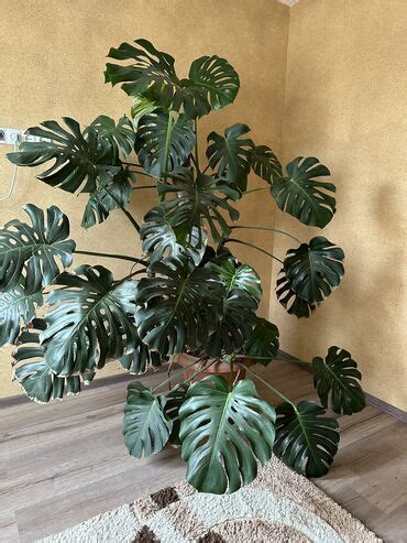 Комнатные растения Кыргызстан ᐈ 2715 объявлений ᐈ lalafo.kg