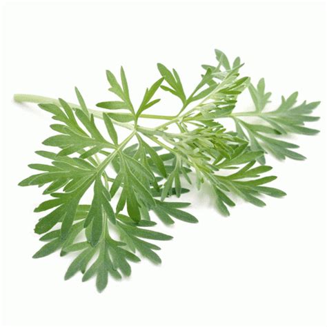 Wormwood seeds - Natural Seed Bank