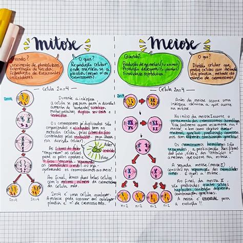 Divisão Celular Mapa Mental - Mapa Mental Divisão Celular Mitose E Meiose - RETOEDU