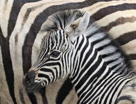 Photography Zebra | Photography Pictures Gallery