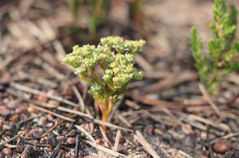 Poranthera Drummondii INaturalist