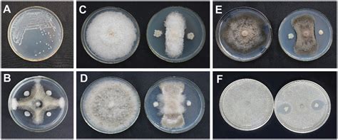 Colony morphology of Paenibacillus polymyxa AF01 on NA plate (A ... 